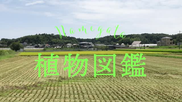 namegata植物図鑑（行方市次木編）サムネイル