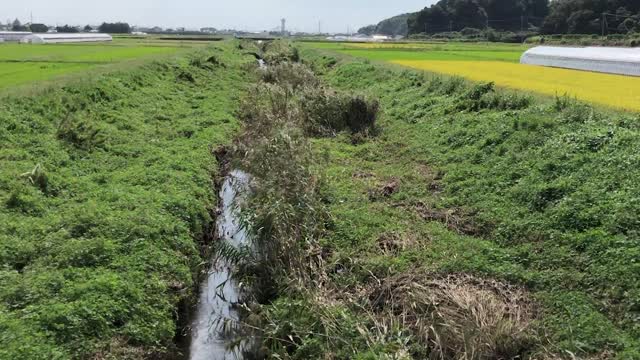 namegata植物図鑑（行方市谷島編）サムネイル